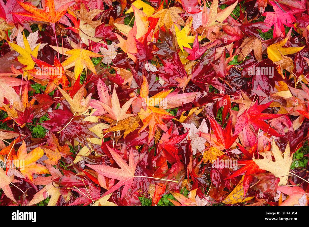 L'érable japonais (Acer) laisse sur le sol à l'automne. Banque D'Images