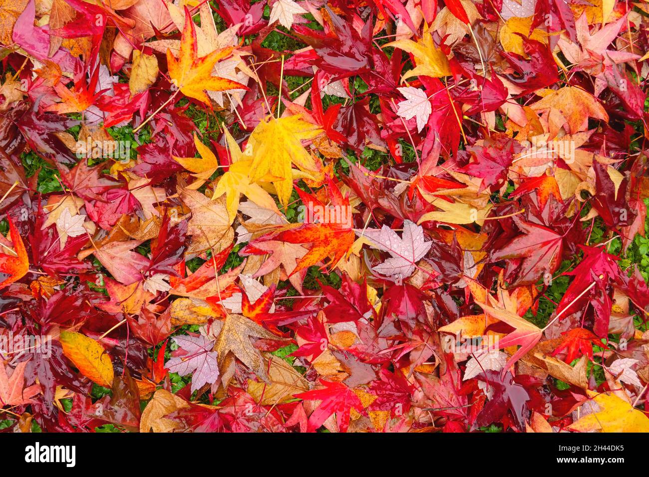 L'érable japonais coloré (Acer) laisse sur le sol à l'automne. Banque D'Images