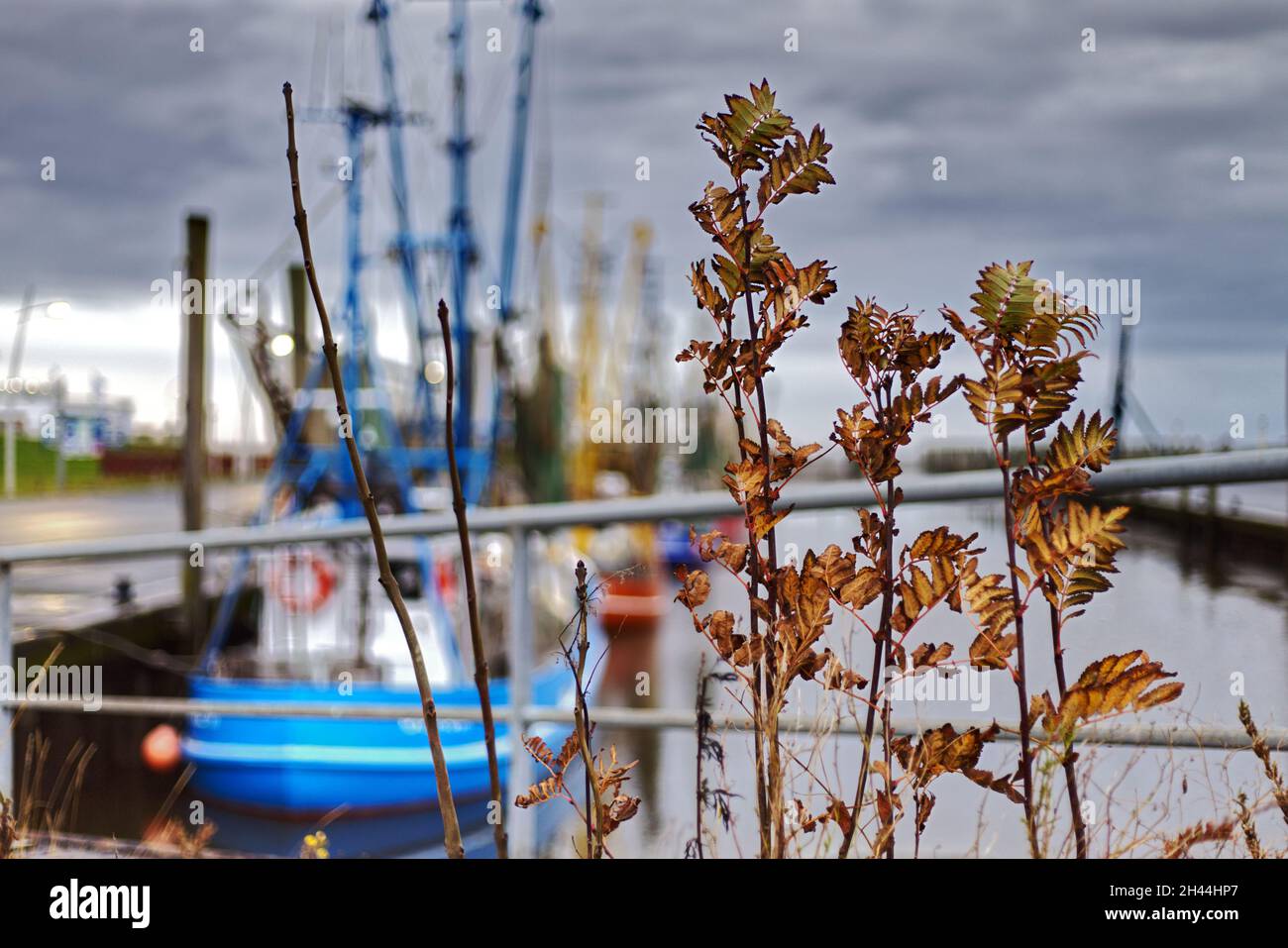 gros plan d'une branche avec des feuilles sèches devant un port de pêche Banque D'Images
