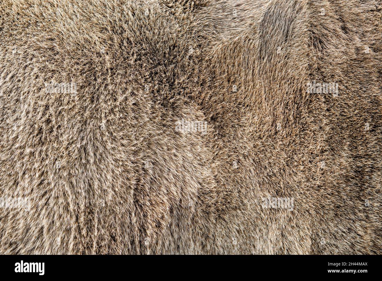 Texture d'un manteau de vache gris brun.Gros plan sur les poils de vache gris clair.Véritable fourrure naturelle, espace de copie pour le texte. Banque D'Images