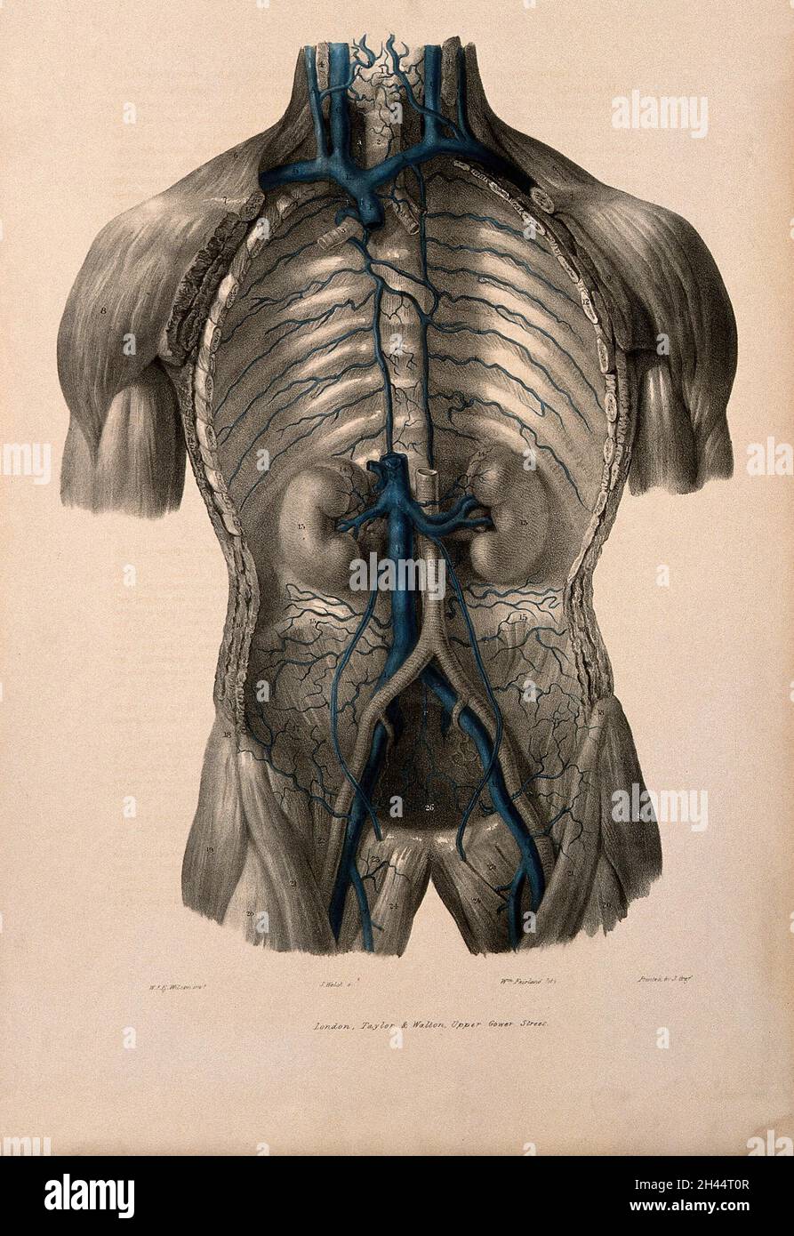 Dissection du thorax montrant la veine cave et azygos.Lithographie colorée de William Fairland, 1837, après J. Walsh, après W.J.E.Wilson. Banque D'Images