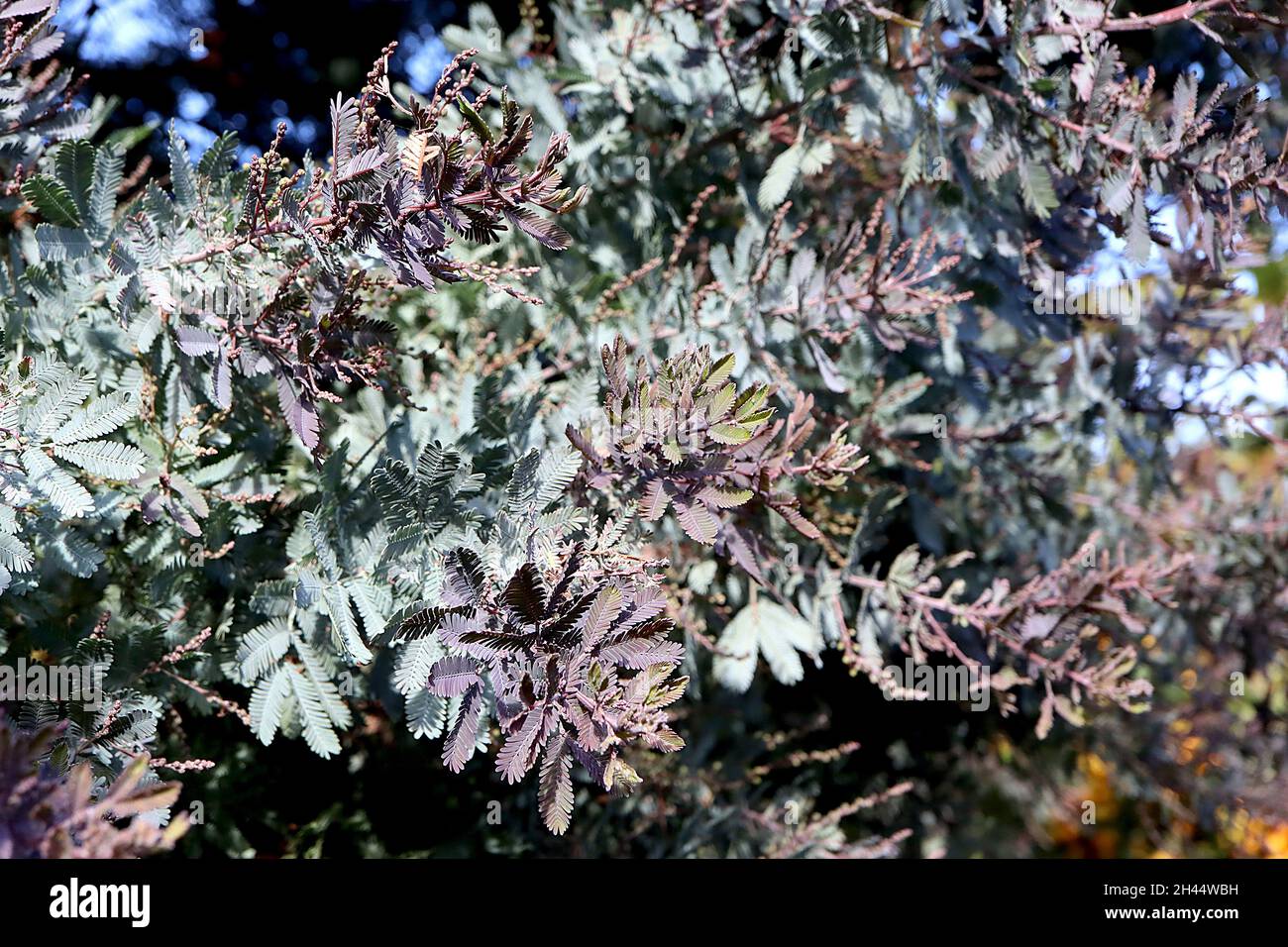 Acacia huisleyana ‘’Purpurea’ Cootamundra – feuilles bipinnées bleu-vert et violet clair, octobre, Angleterre, Royaume-Uni Banque D'Images