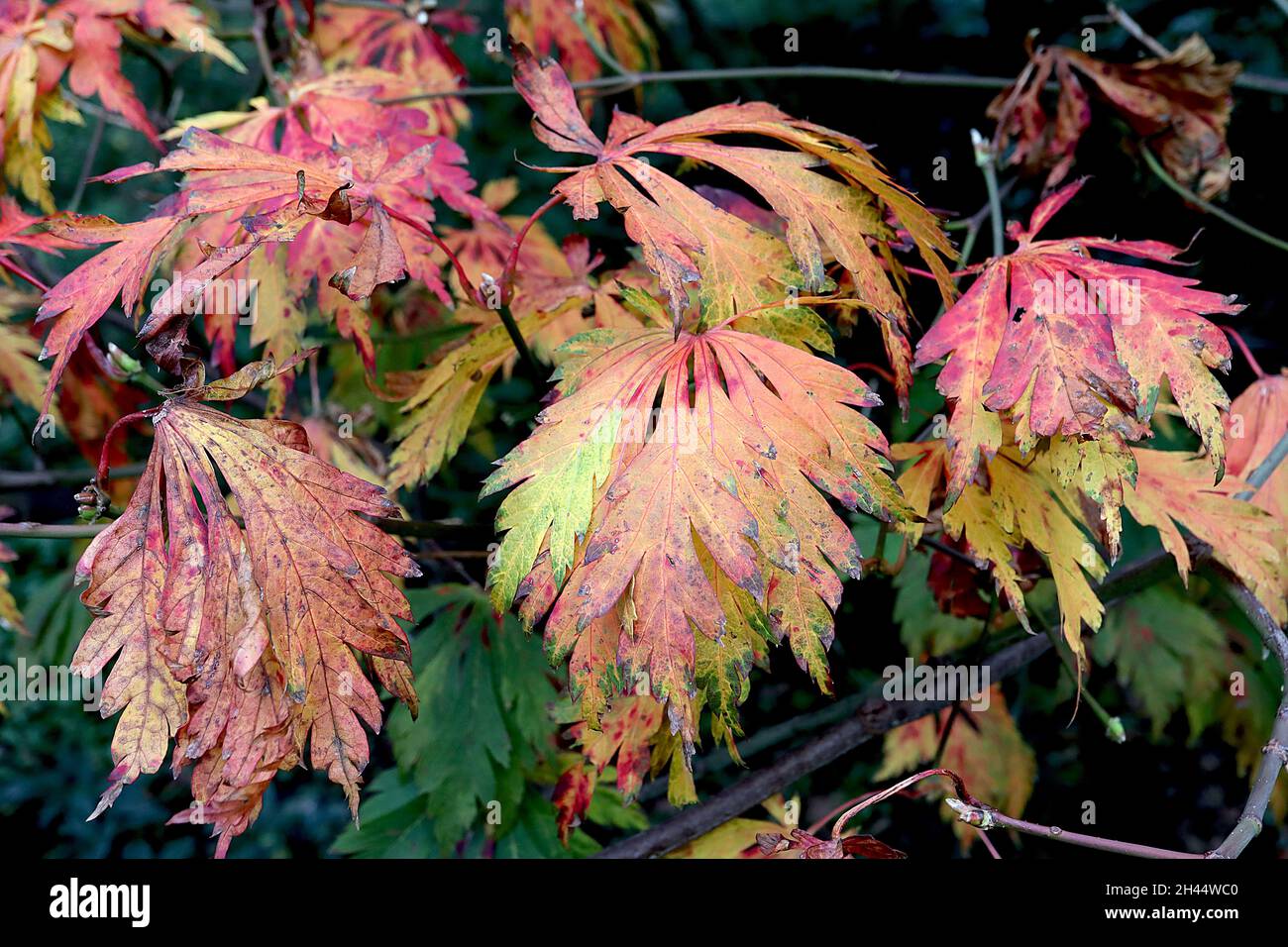 Érable à pleine lune Acer japonicum «Aconitifolium» – feuilles orange, jaune, verte et rouge à lobes profonds arrondies, octobre, Angleterre, Royaume-Uni Banque D'Images