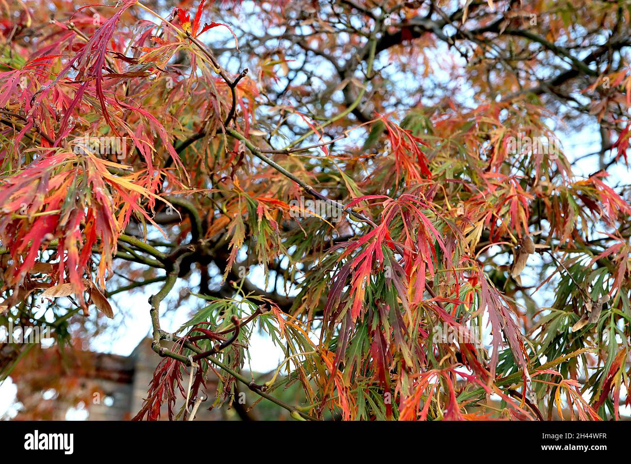 Acer palmatum dissectum «Atropurpuremum» Japanese cutleaf Maple Atropurpueum – feuilles lacéliformes jaune, orange, rouge, vert et bordeaux, octobre, Royaume-Uni Banque D'Images