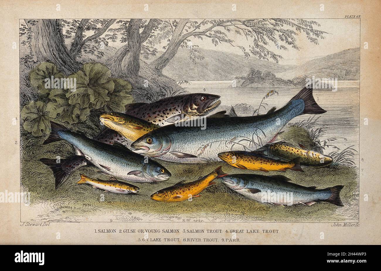 Neuf espèces différentes de poissons, dont la truite, le saumon et le perr, sont situées sur les rives d'une rivière.Gravure colorée par J. Miller d'après J. Stewart. Banque D'Images