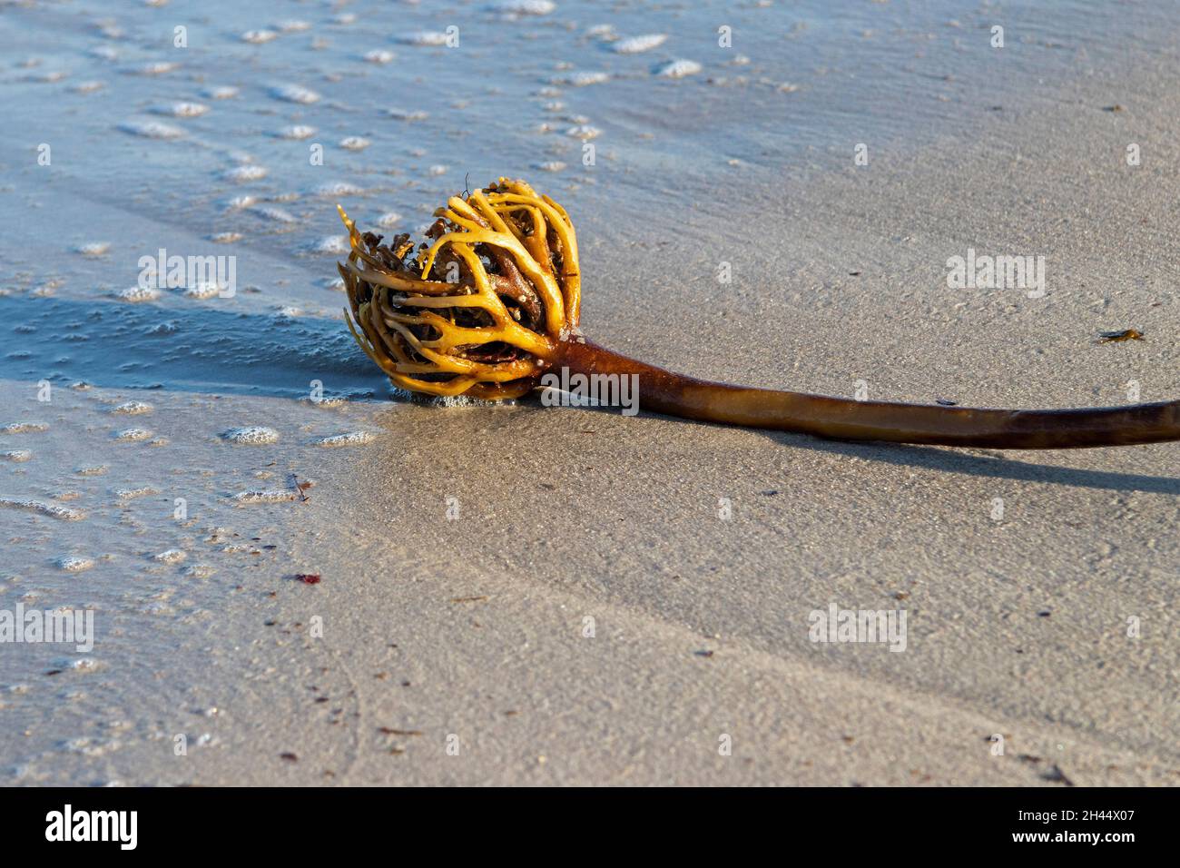 Tangle, (Laminaria hyperborea) à la plage, Düne, île d'Heligoland, Schleswig-Holstein, Allemagne Banque D'Images