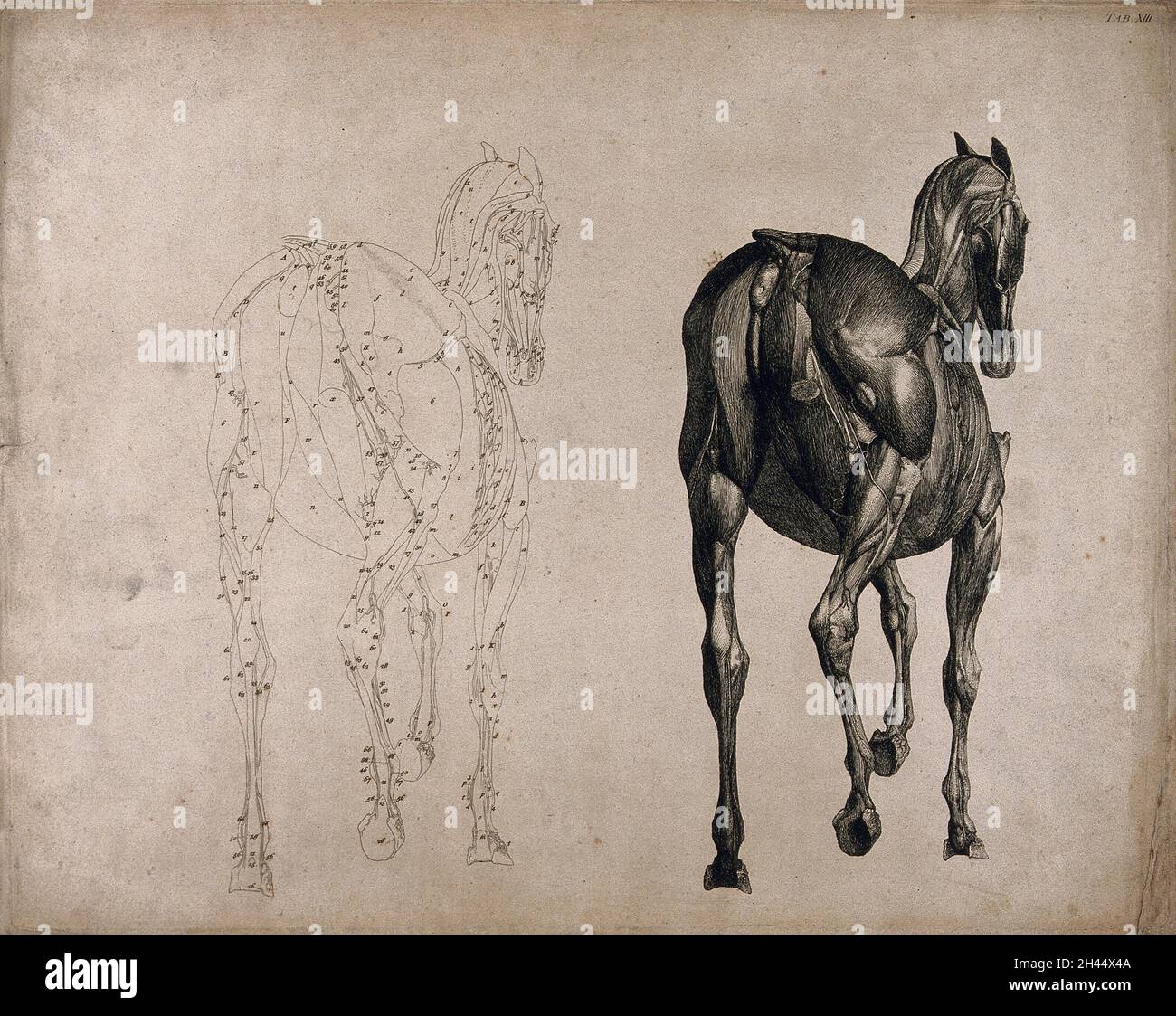 Un cheval, vu de l'arrière: Deux figures écorché montrant les muscles, l'une un un dessin de contour, l'autre un dessin tonal.Gravure avec gravure par G. Stubbs, 1766. Banque D'Images