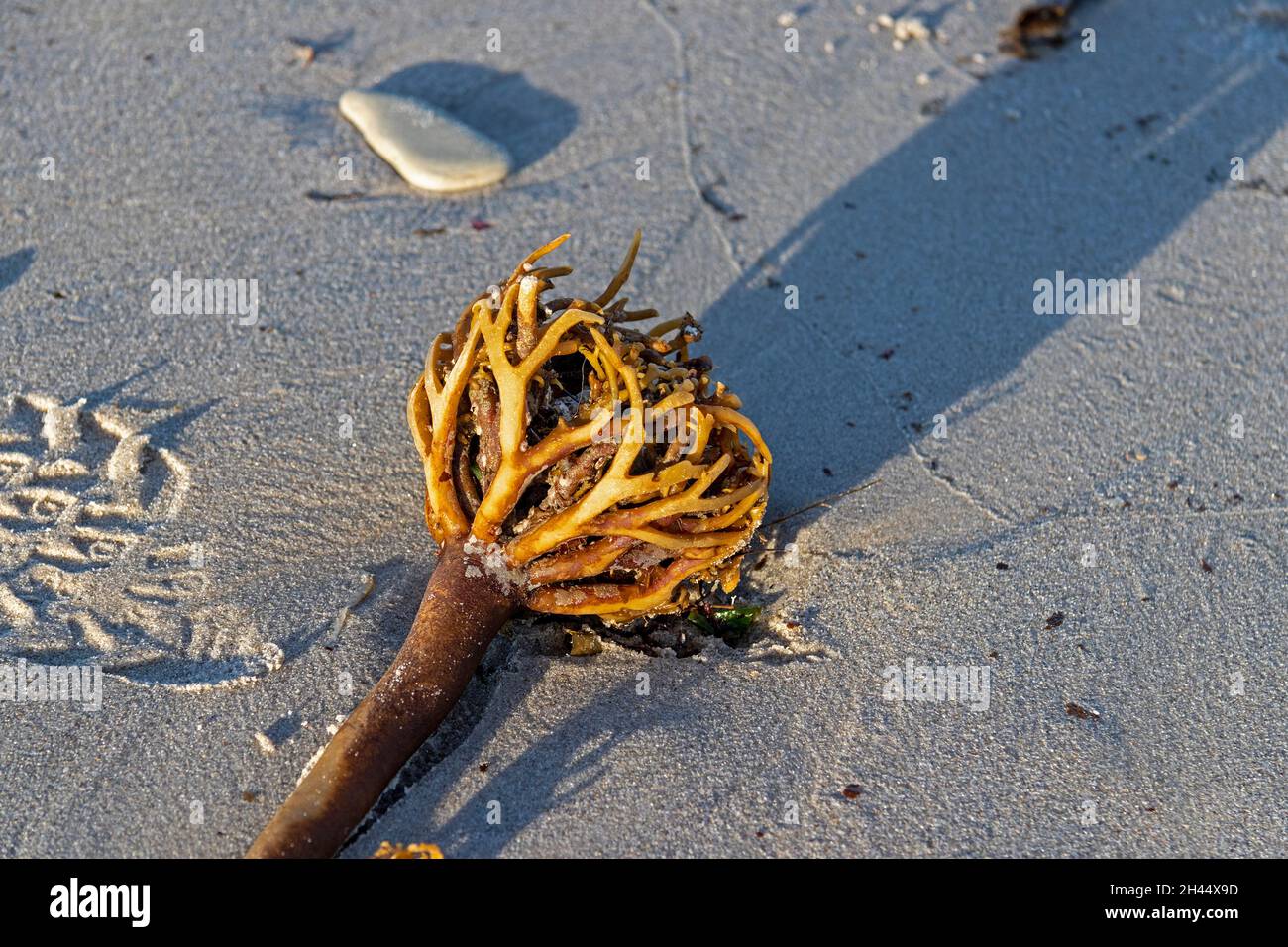 Tangle, (Laminaria hyperborea) à la plage, Düne, île d'Heligoland, Schleswig-Holstein, Allemagne Banque D'Images