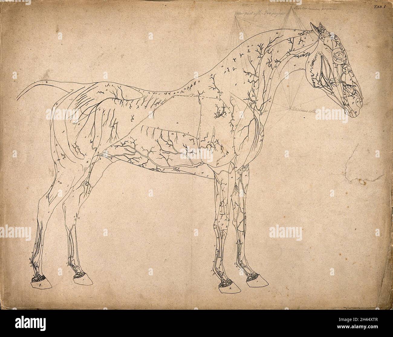 Vaisseaux sanguins d'un cheval : dessin de contour, vue latérale, avec les vaisseaux sanguins indiqués.Gravure avec gravure par G. Stubbs, 1766. Banque D'Images