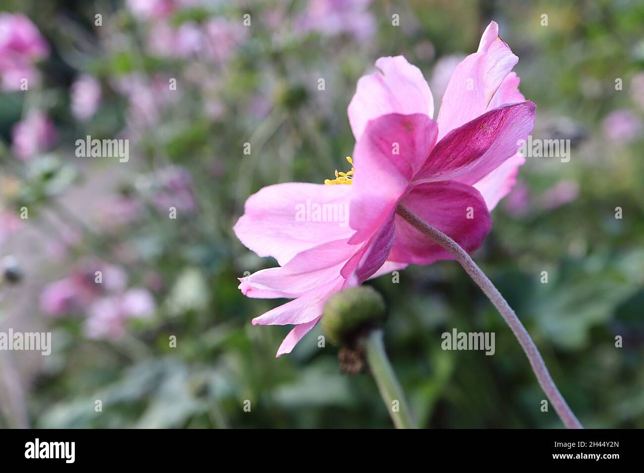 Anemone x hybrida queen charlotte japanese anemone Banque de photographies  et d'images à haute résolution - Alamy