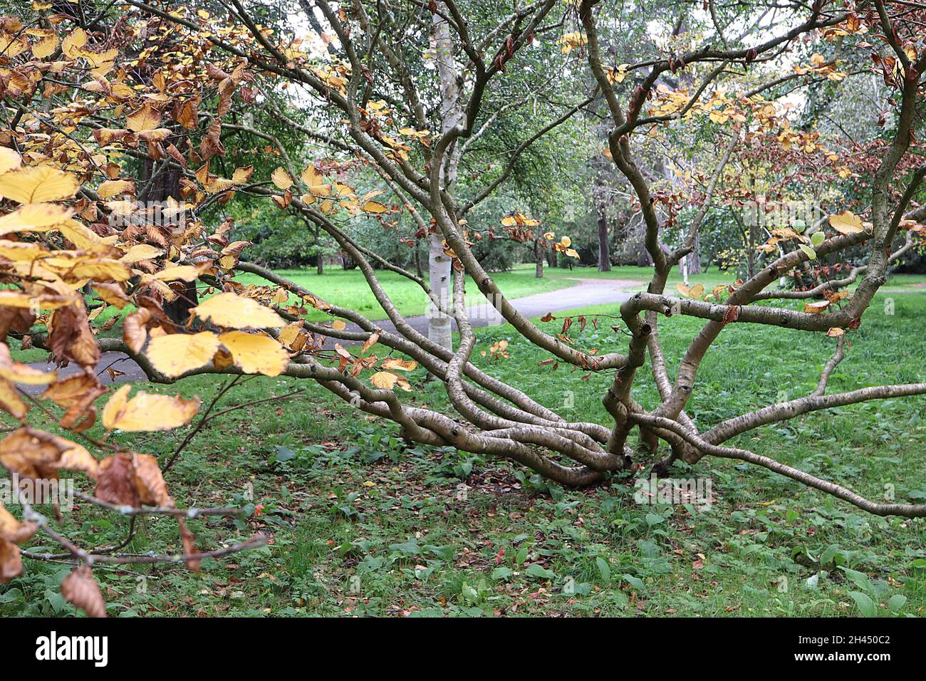 Betula medwediewii bouleau transcaucasien – feuilles jaunes et brunes sur des branches ondulées avec des lenticelles, octobre, Angleterre, Royaume-Uni Banque D'Images