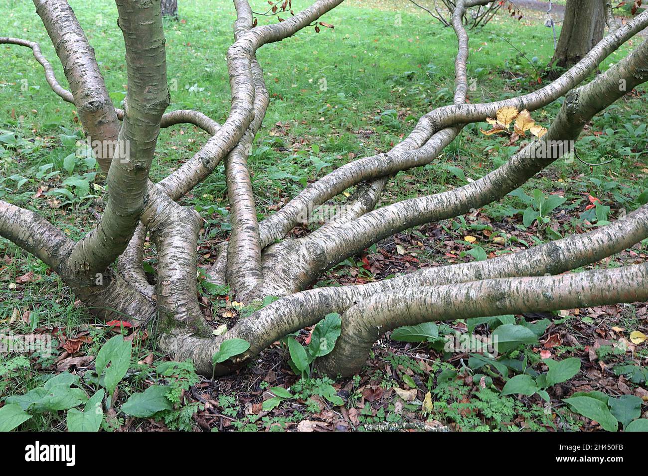 Betula medwediewii bouleau transcaucasien – feuilles jaunes et brunes sur des branches ondulées avec des lenticelles, octobre, Angleterre, Royaume-Uni Banque D'Images
