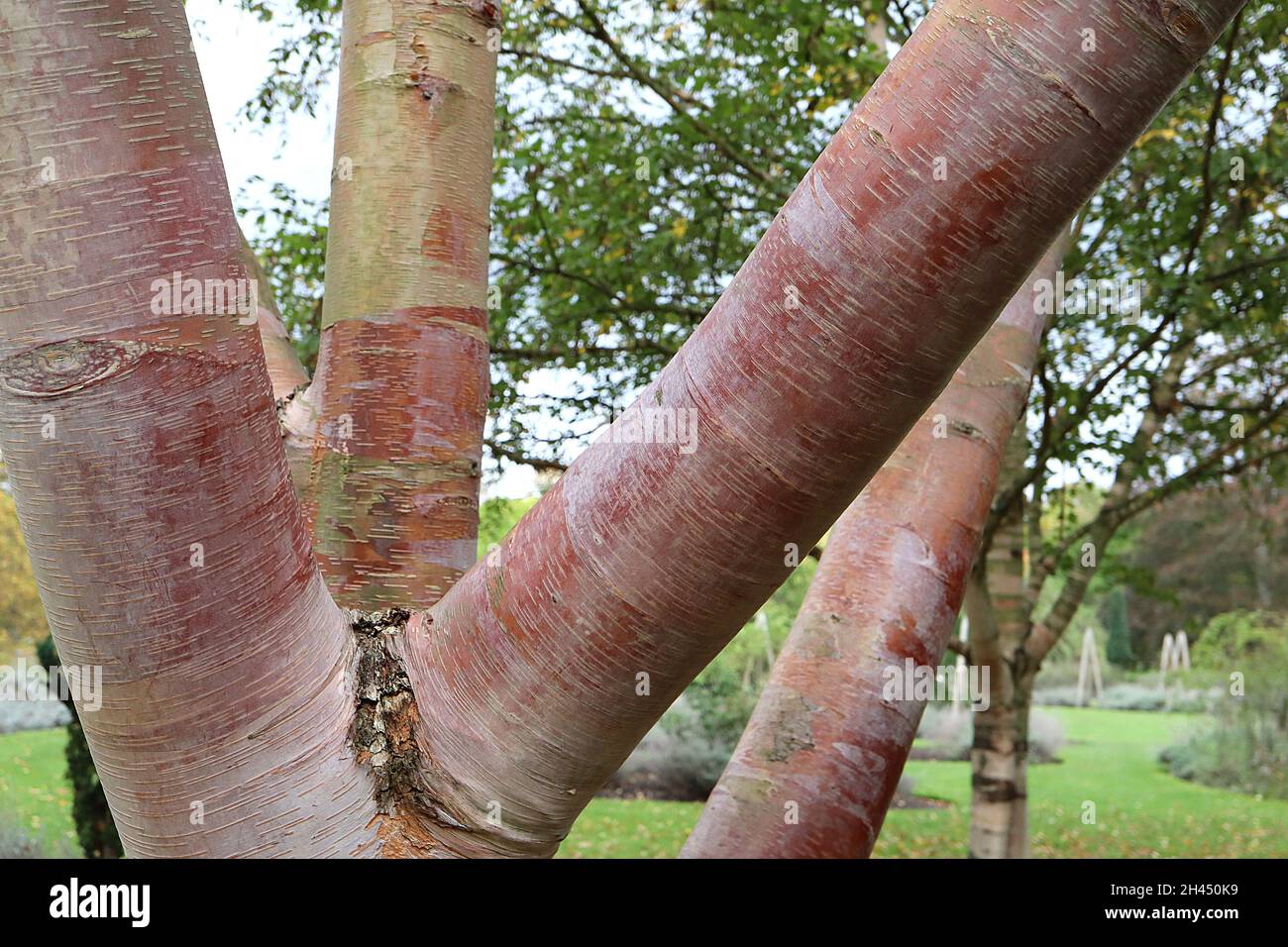 Betula utilis subsp albosinensis bouleau rouge chinois Panda rouge – écorce de cuivre écaillée, octobre, Angleterre, Royaume-Uni Banque D'Images