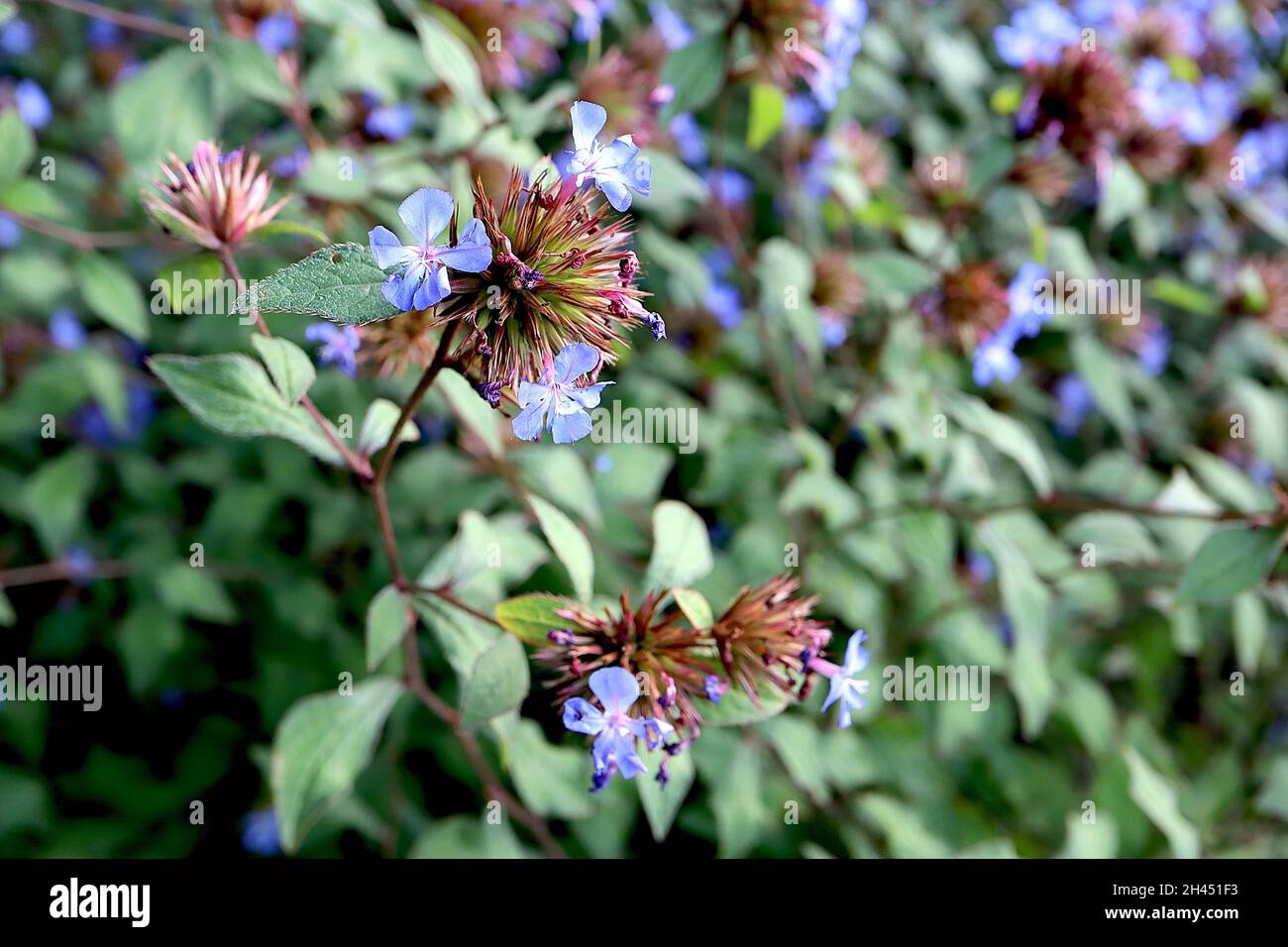 Ceratostigma willmottianum «Forest Blue» Plumbago chinois – fleurs bleu ciel et feuilles vertes fraîches aux bords rouges fins, octobre, Angleterre, Royaume-Uni Banque D'Images