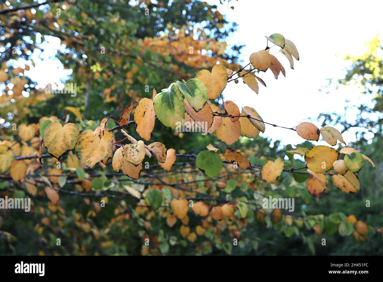 Cercidiphyllum japonicum katsura – feuilles jaunes et vertes moyennes avec parfum de sucre brûlé, octobre, Angleterre, Royaume-Uni Banque D'Images