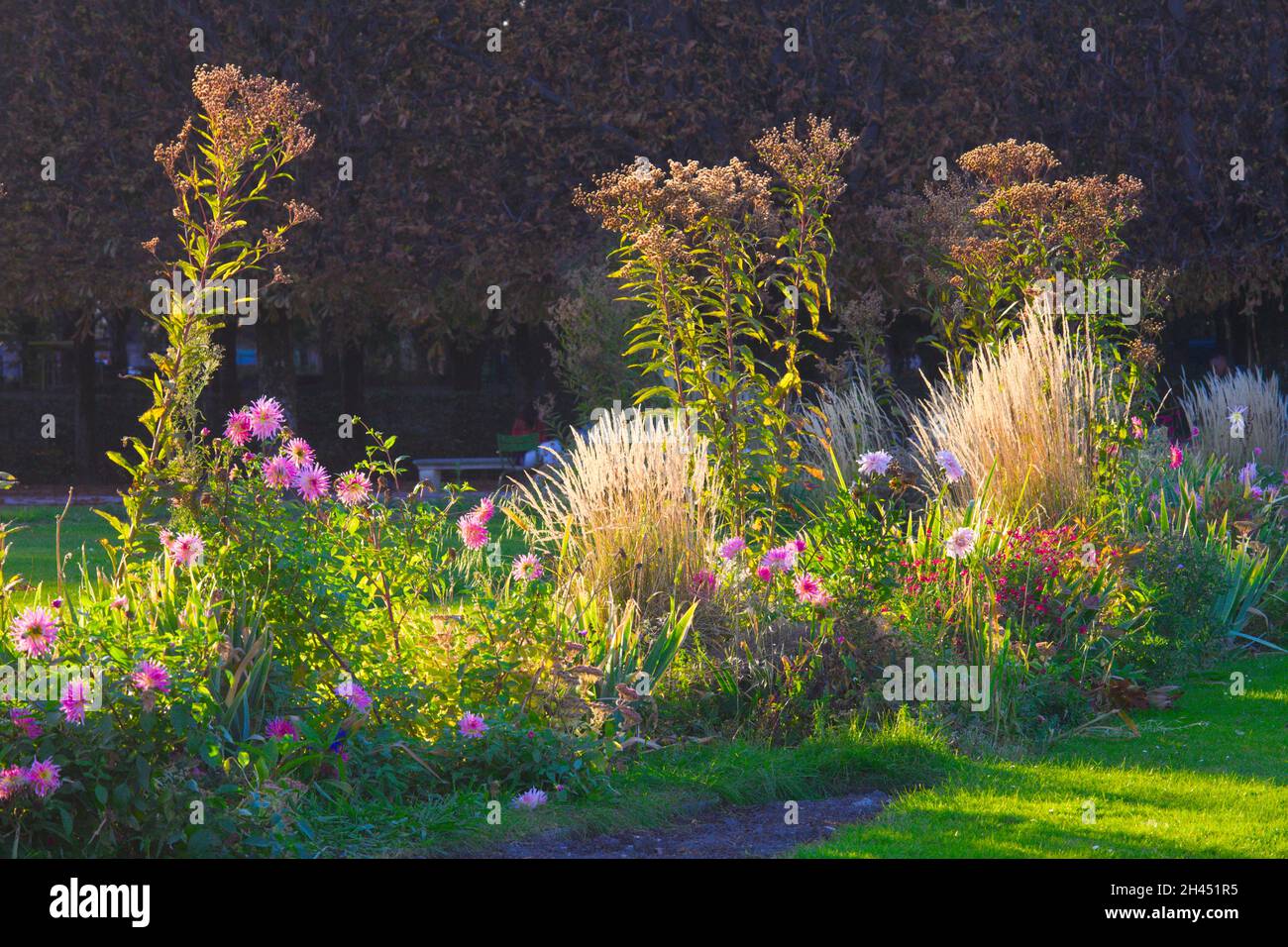 France, Paris, jardin des Tuileries, plantes, fleurs, Banque D'Images