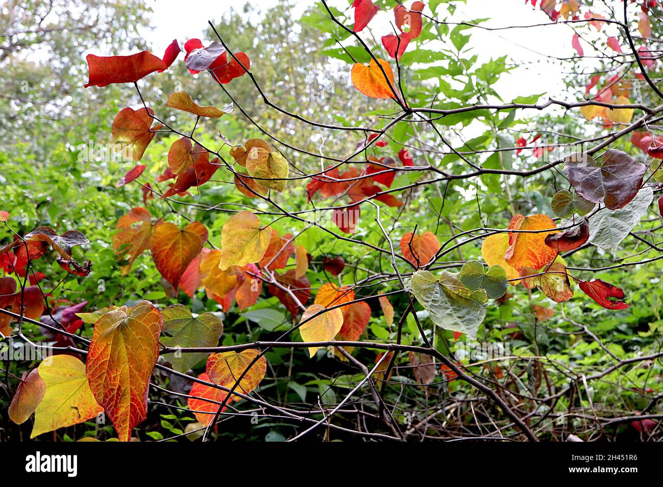 Cersis canadensis «Forest Pansy» Forêt de Rougnier de l'est Pansy – riches feuilles rouges, vertes, jaunes et rouges brillantes et mates violet, octobre, Angleterre, Royaume-Uni Banque D'Images