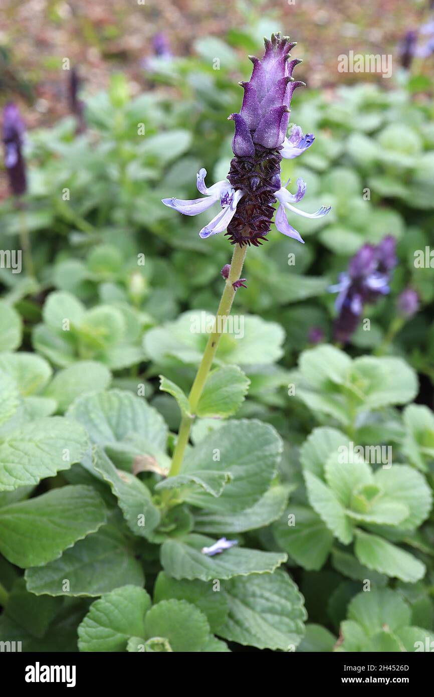 Coleus neochilus odorant fleur éperroïde – fleurs cylindriques avec des bractées violet foncé et violet, fleurs courbes de lavande pâle, octobre, Angleterre, Royaume-Uni Banque D'Images