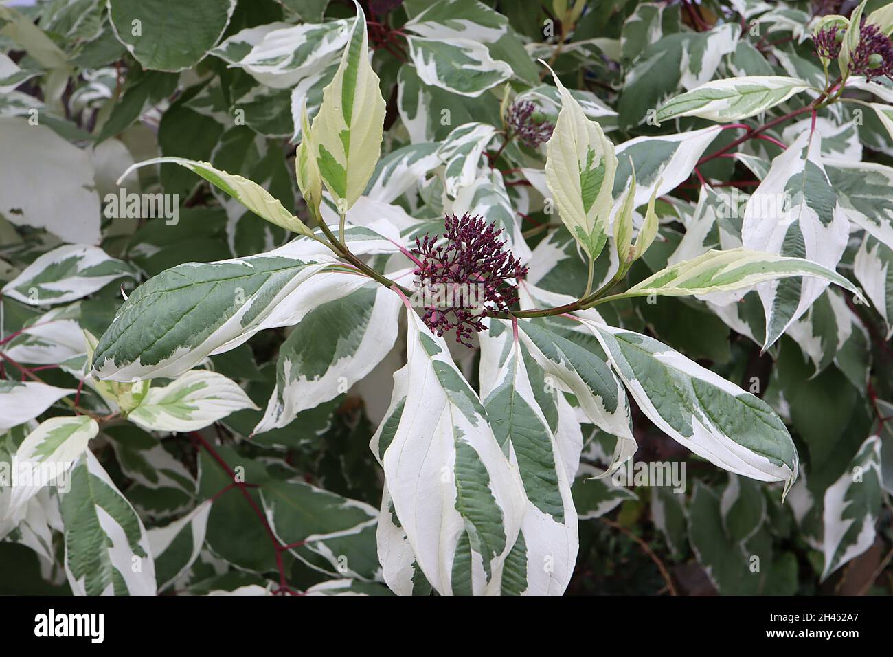 Cornus alba «elegantissima» elegantissima variégé – grappes de graines de violet foncé, feuilles blanches avec des éclaboussures de vert moyen et foncé, octobre, Angleterre, Royaume-Uni Banque D'Images