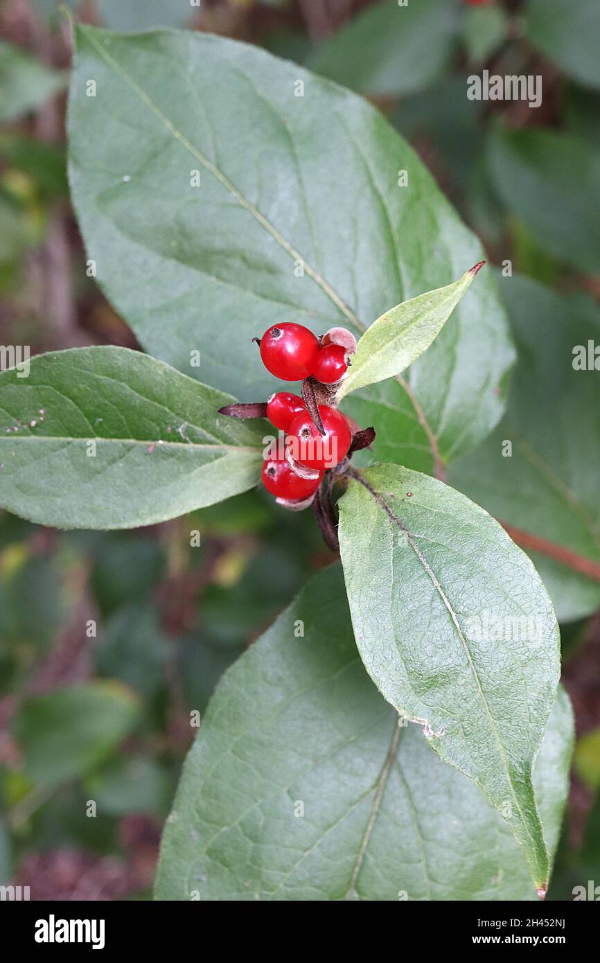 Cornus canadensis nain cornel – petits amas de baies ovoïdes rondes brillantes et de feuilles vertes foncées ovées pointues, octobre, Angleterre, Royaume-Uni Banque D'Images