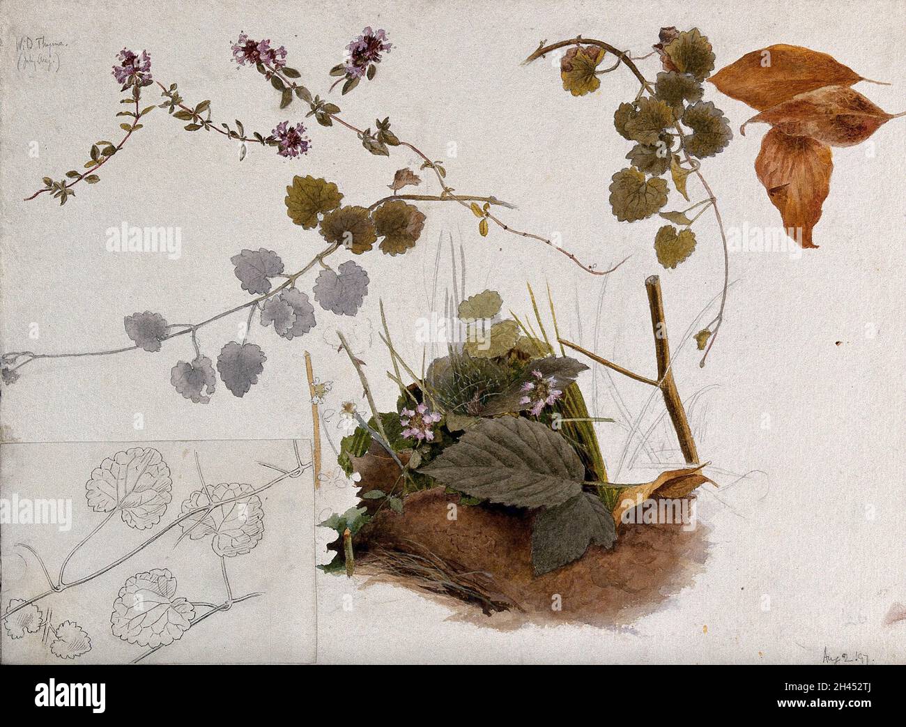 Thym sauvage (Thymus praecox) : fleurs, tiges et feuilles en diverses images.Aquarelle, dessins au crayon et au stylo, 1897. Banque D'Images