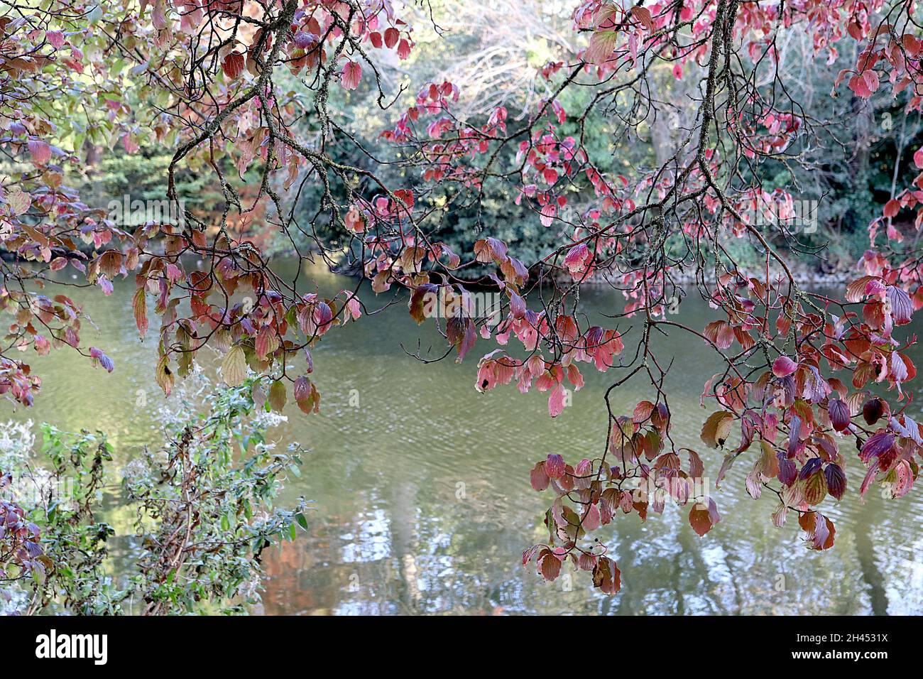 Cornus schindleri var poliophylla Schindleri dogwood – feuilles orange et rouge avec dos de feuilles vert pâle, branches marron foncé, octobre, Angleterre, Royaume-Uni Banque D'Images