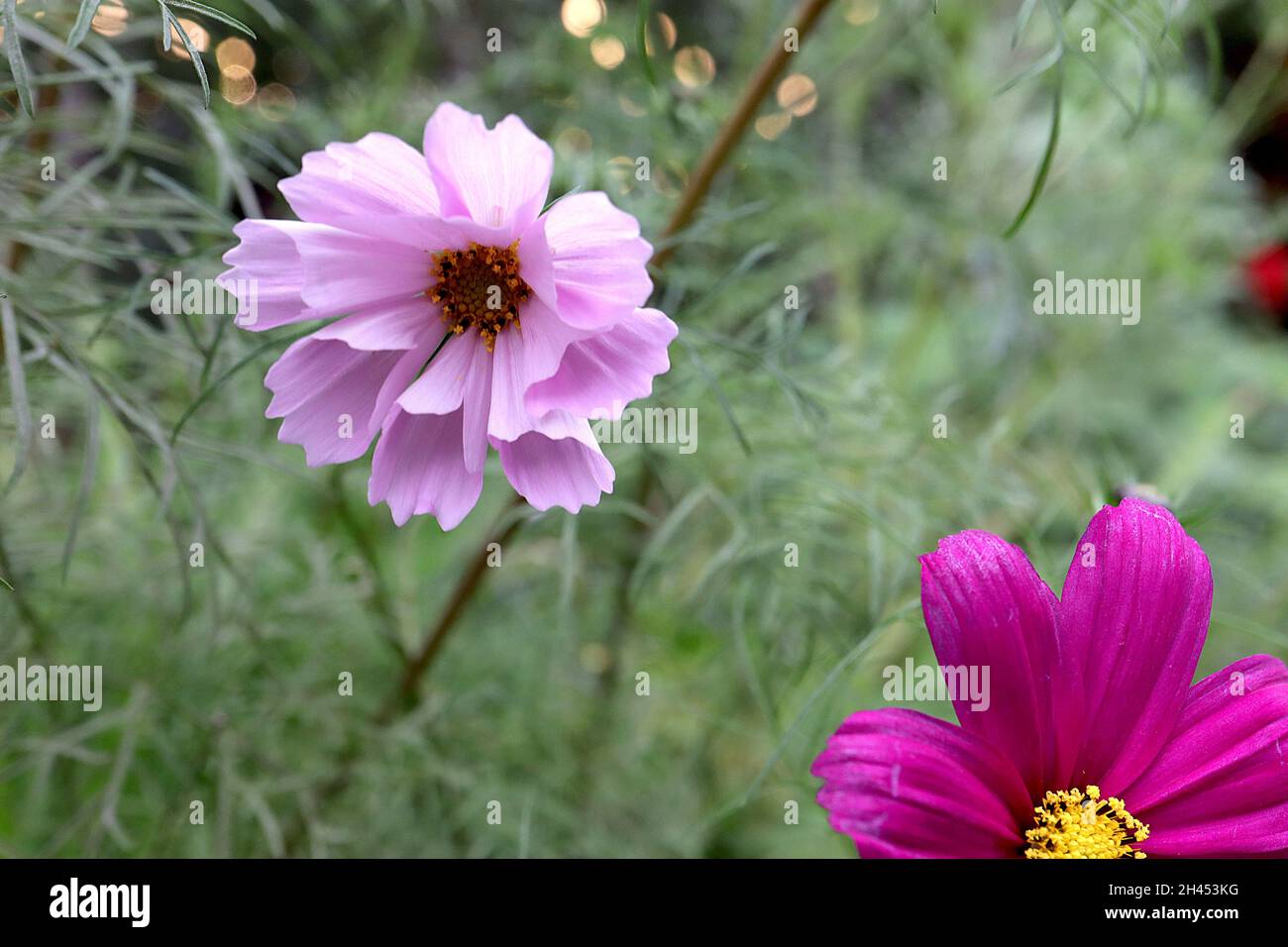 COSMOS bipinnatus ‘sea Shells Pink’ simple, fleurs roses moyennes avec des fleurs tubulaires, octobre, Angleterre, Royaume-Uni Banque D'Images