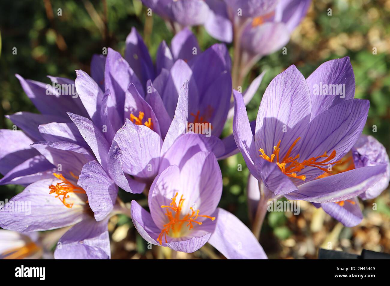 Crocus speciosus le crocus de Bieberstein - fleurs en forme de goblet violet pâle avec nervures violettes, tiges courtes blanches et vert pâle, octobre, Angleterre, Royaume-Uni Banque D'Images