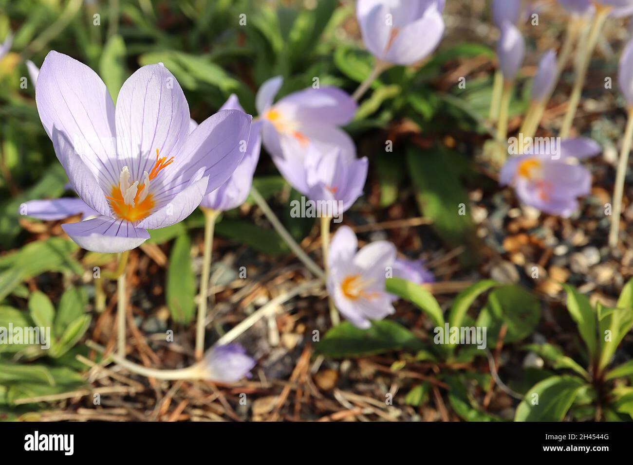 Crocus speciosus le crocus de Bieberstein - fleurs en forme de goblet violet pâle avec nervures violettes, tiges courtes blanches et vert pâle, octobre, Angleterre, Royaume-Uni Banque D'Images