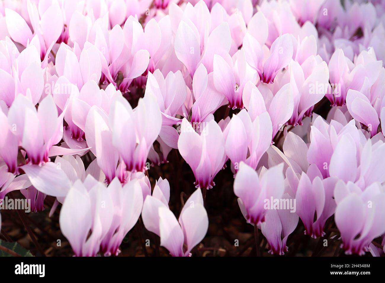 Cyclamen graecum FLEURS SEULEMENT Cyclamen grec - blanc et rose très pâle cyclamen à base de cramoisi, pétales torsadés à balayage ascendant, octobre, Angleterre, Royaume-Uni Banque D'Images