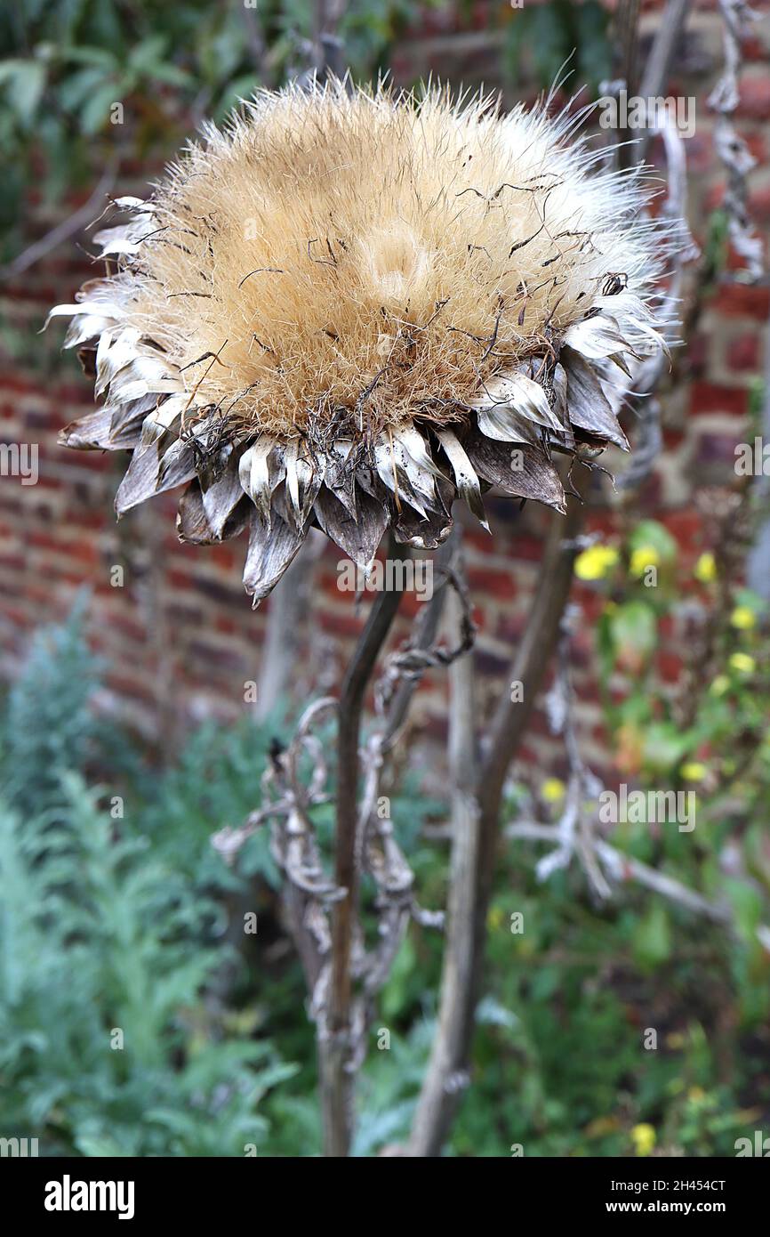 Cynara cardunculus EST PASSÉ SUR le cardoon – graines moelleuses, bractées de bouf piquées, feuilles ratées, tiges hautes, octobre,Angleterre, Royaume-Uni Banque D'Images