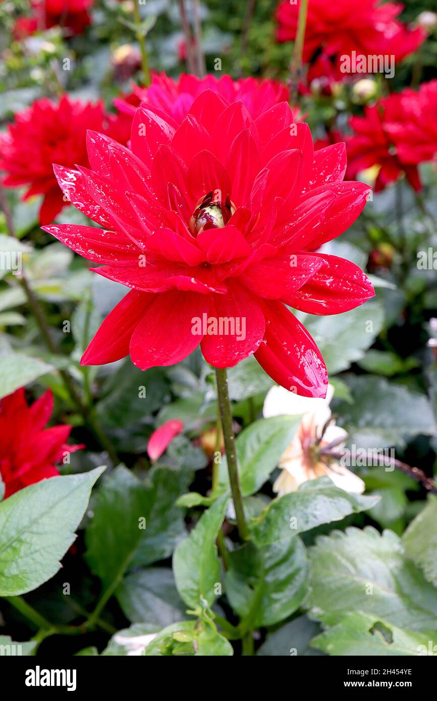 Dahlia ‘Christopher Taylor’ Waterlily Dahlia Group 4 fleurs rouges écarlate à larges pétales de base, octobre, Angleterre, Royaume-Uni Banque D'Images