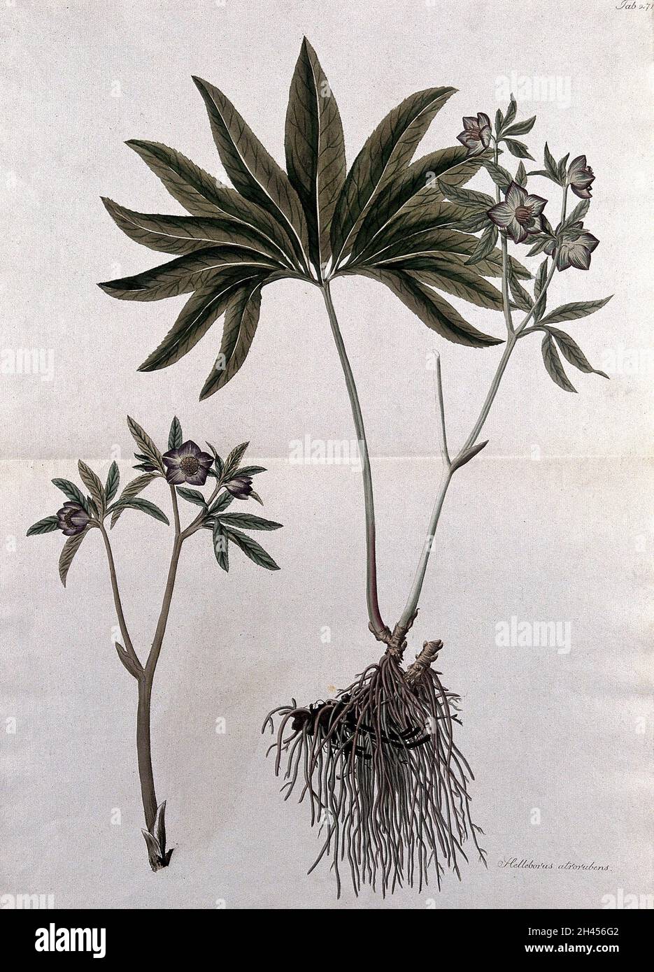 Hellébore (Helleborus atrorubens) : tige de fructification avec racines et tige de floraison séparée.Gravure colorée d'après J. Schütz, c. 1802. Banque D'Images