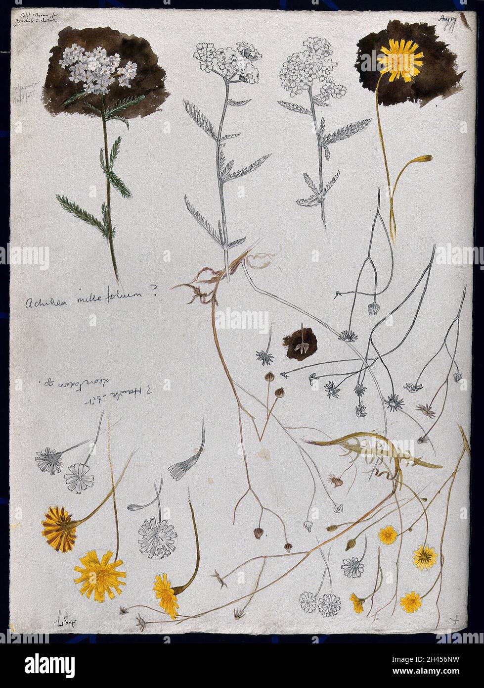 Diverses têtes de fleurs de l'yarrow (Achillea millefolium) et de la mèche de faucon (espèces Leontodon).Dessins au crayon et au crayon, partiellement colorés. Banque D'Images
