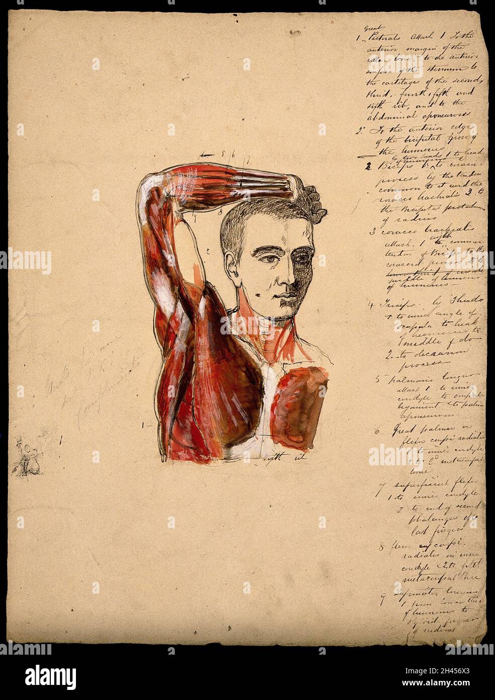 Muscles du bras, de l'épaule et de la poitrine, vue de face: Figure écorché mâle tenant le bras droit au-dessus de sa tête.Encre et aquarelle avec rabats stratifiés, 18--. Banque D'Images