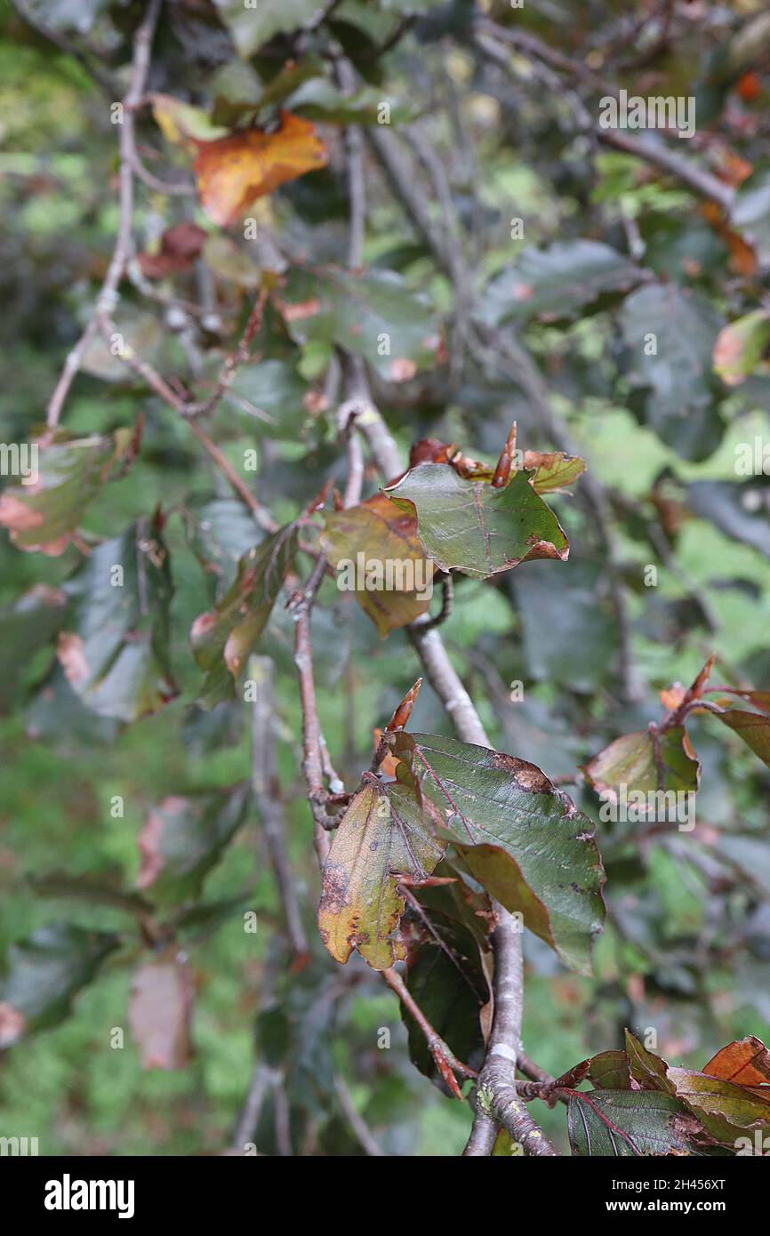 Fagus sylvatica f purpurea cuivre hêtre – vert foncé ovate de bronze feuilles brillantes, octobre, Angleterre, Royaume-Uni Banque D'Images