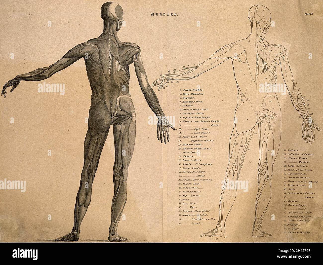 Une figure écorché avec le bras gauche levé, vu de derrière: Deux figures (une, un dessin de contour).Gravure de ligne, env.1850. Banque D'Images