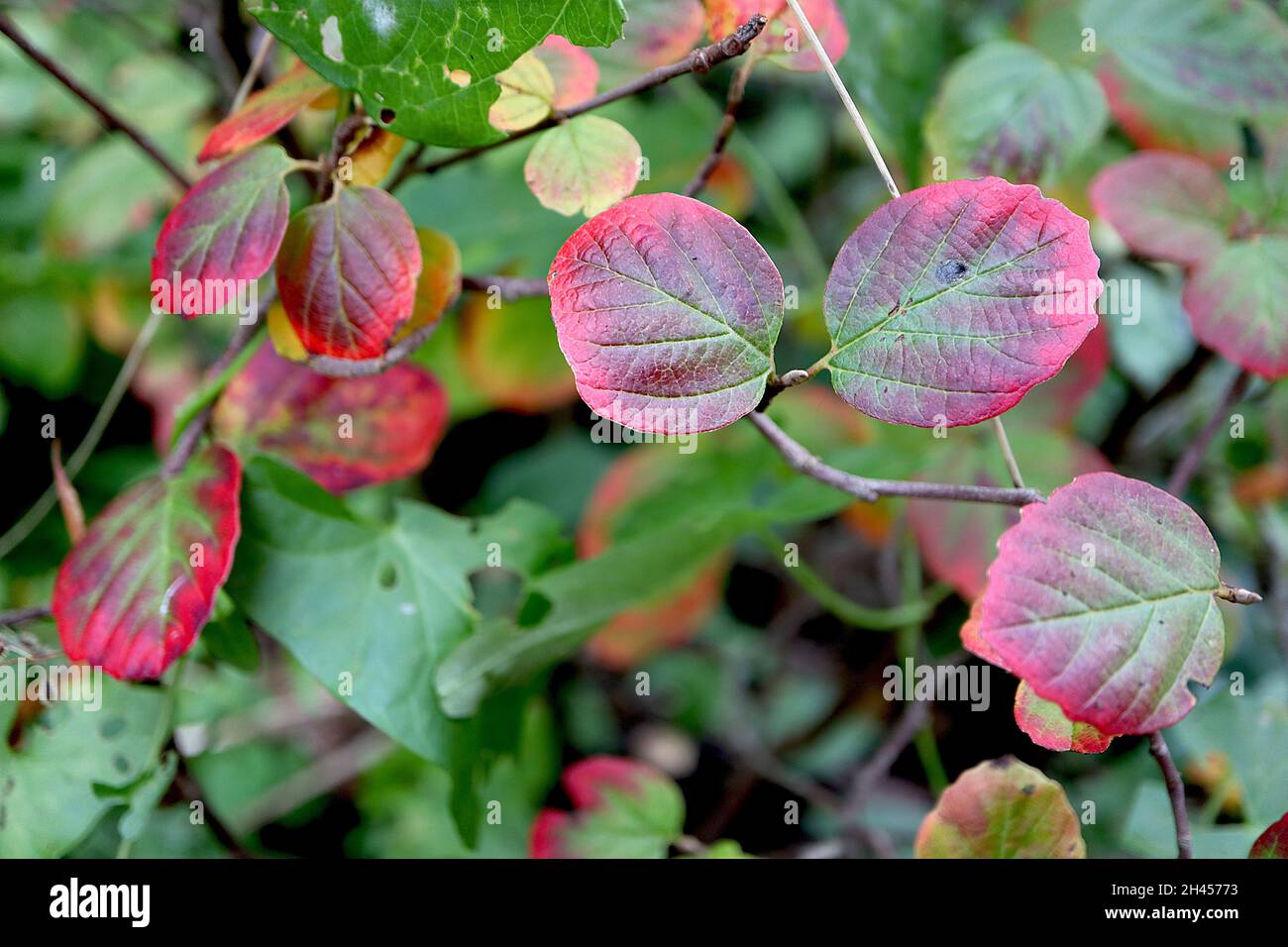 Fothergilla gardenia «Blue Mist» Fothergilla Blue Mist nain – petites feuilles moyennes vertes et rouges avec marges crantées, octobre, Angleterre, Royaume-Uni Banque D'Images