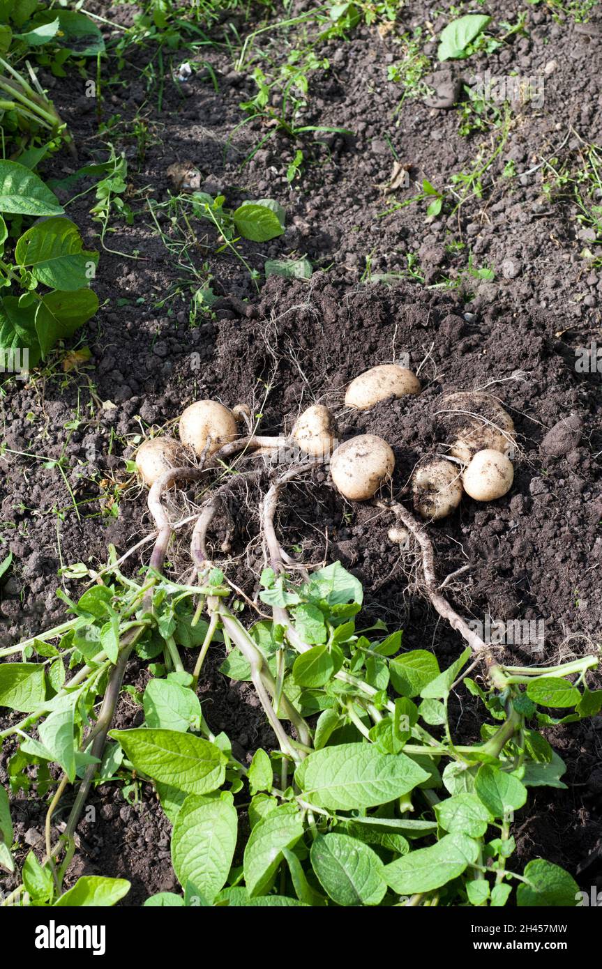 Pommes de terre Rocket fraîchement moulées en juillet une première pomme de terre tôt qui est un cropper lourd et peut être utilisé comme une pomme de terre bouillie ou salade Banque D'Images