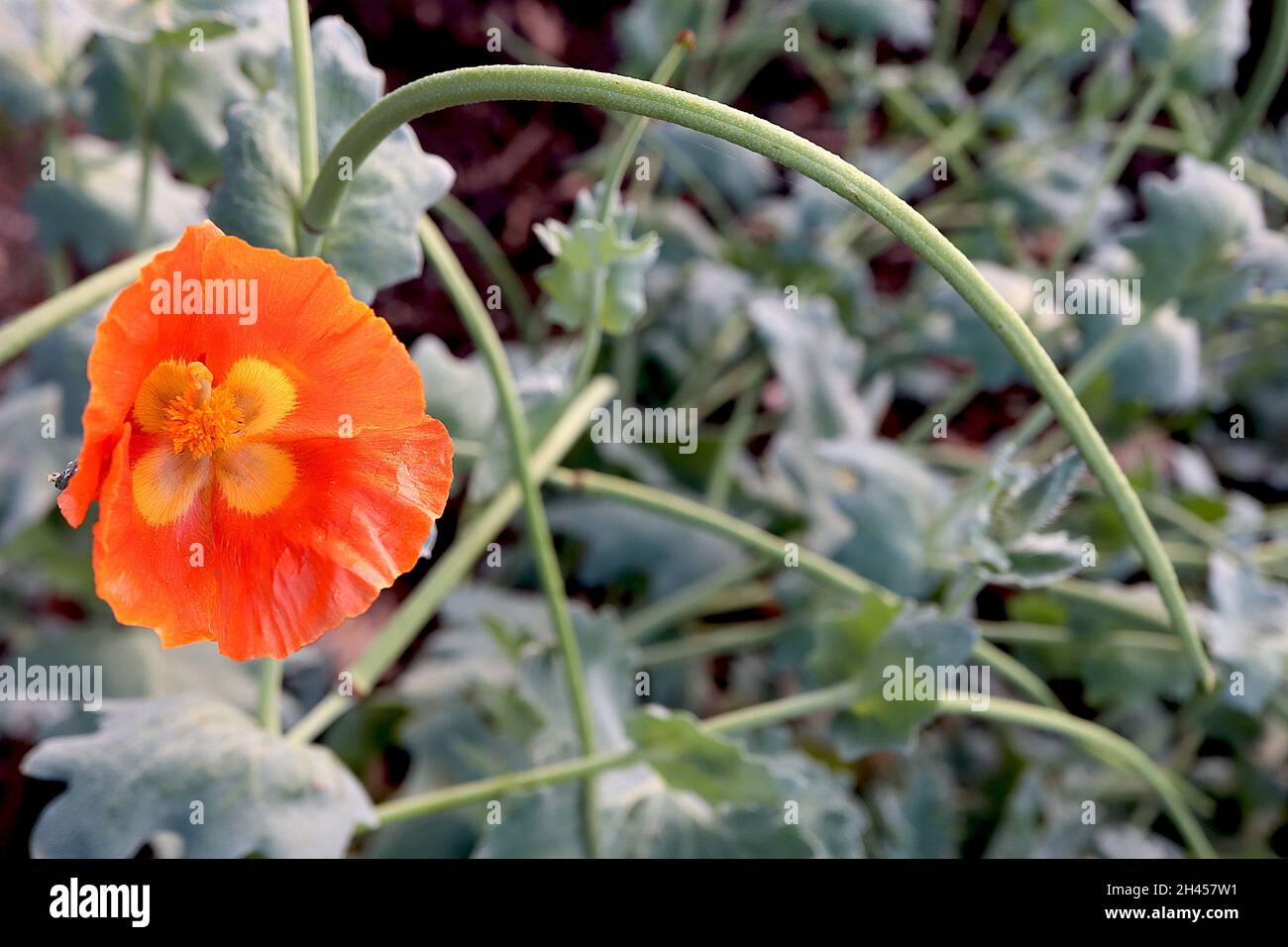 Glaucium corniculatum «Burnt Orange» coquelicot rouge Orange brûlé – fleurs orange avec des marques jaunes, capsules de graines en forme de corne poilue, octobre, Royaume-Uni Banque D'Images