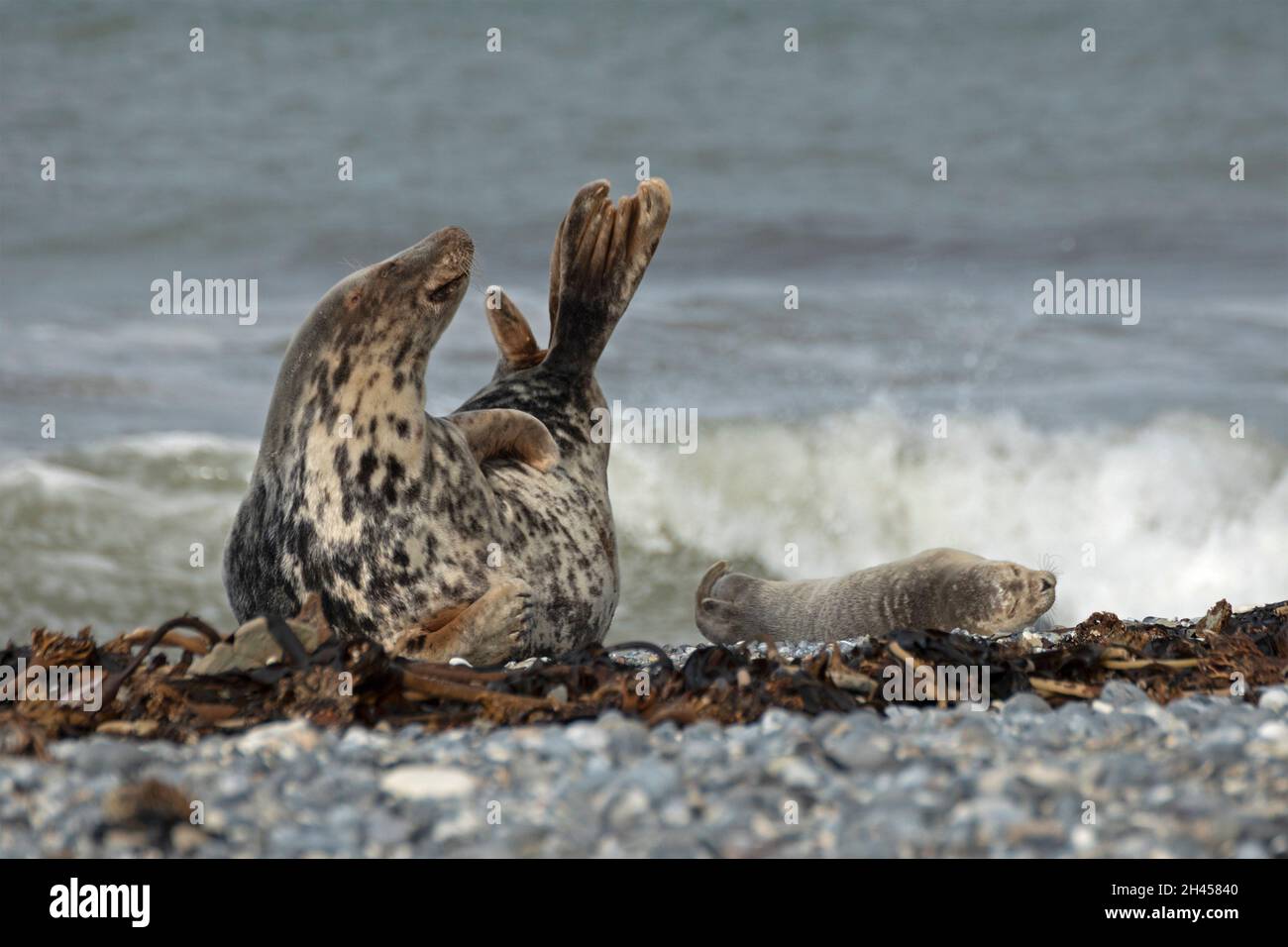 Phoque gris (Halichoerus grypus) avec pupe, île d'Heligoland, Schleswig-Holstein, Allemagne Banque D'Images