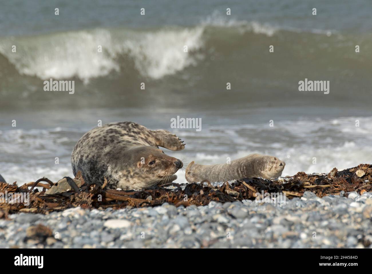 Phoque gris (Halichoerus grypus) avec pupe, île d'Heligoland, Schleswig-Holstein, Allemagne Banque D'Images