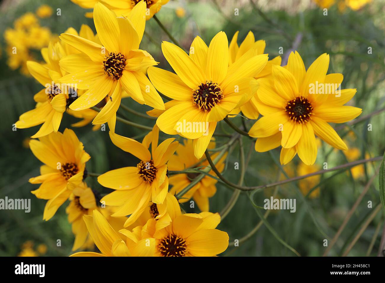 Helianthus salicifolius tournesol à feuilles saules – petites fleurs jaunes dorées, feuilles linéaires étroites, tiges très hautes, octobre, Angleterre,ROYAUME-UNI Banque D'Images