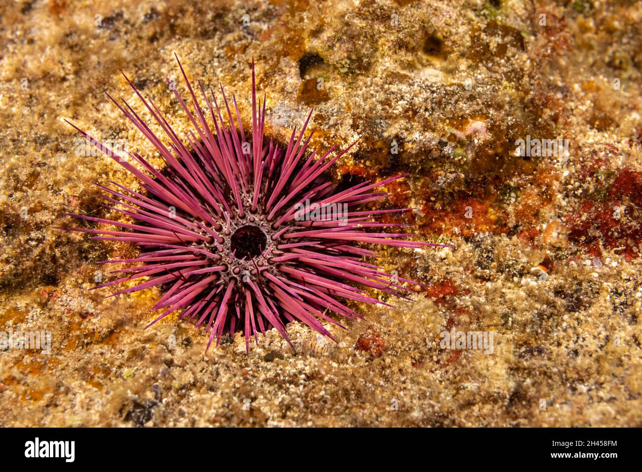 L'oursin à aiguilles, Echinostrephus aciculatus, est également connu sous le nom de roc rouge qui abrite l'oursin à Hawaï.Cet invertébré se transforme en calcaire solide Banque D'Images