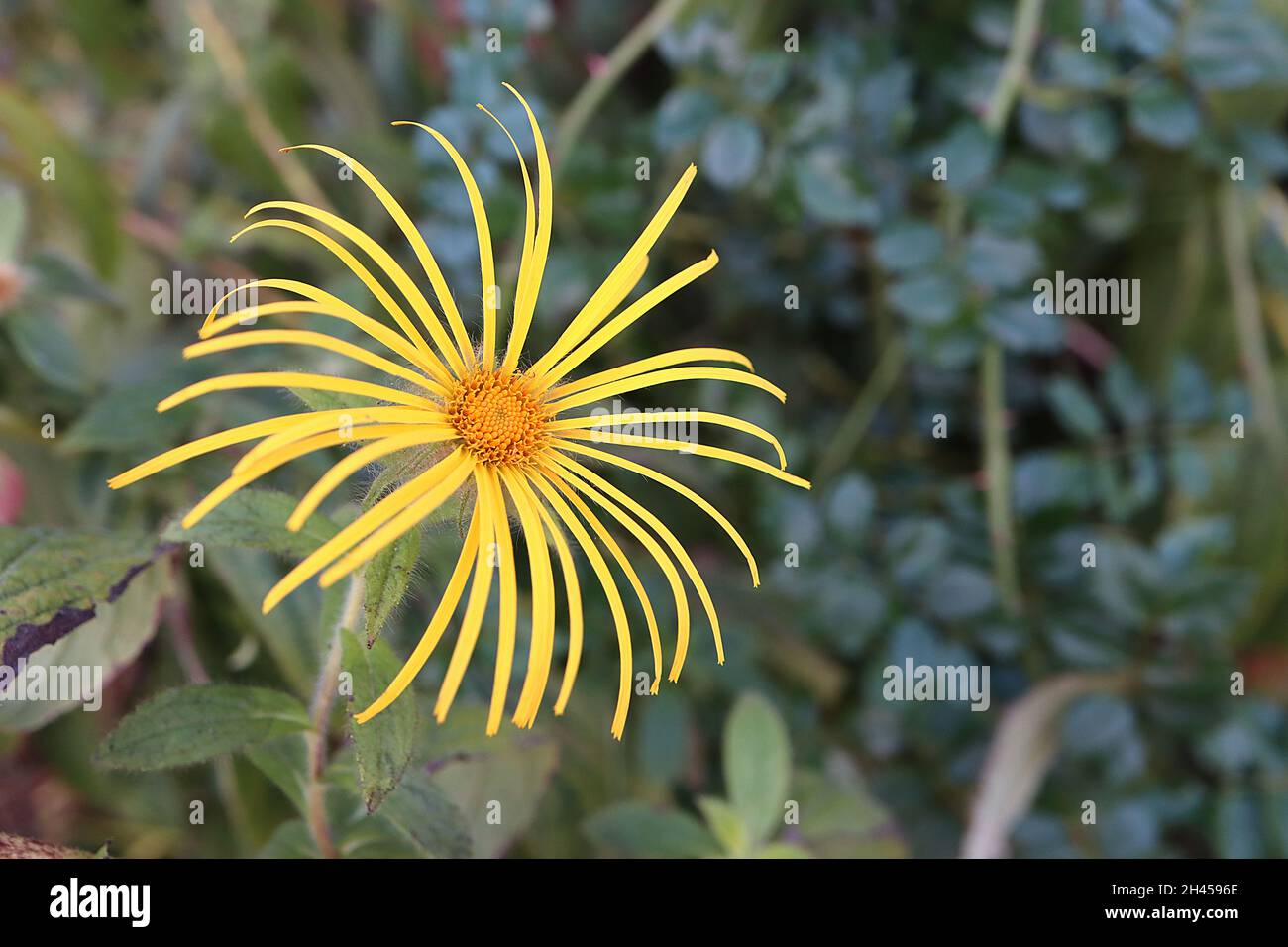 Inula magifica ‘hookeri’ Hooker inula – grandes fleurs jaunes ressemblant à une Marguerite avec des pétales très minces, grandes feuilles mi-vertes en forme de lance, octobre, Royaume-Uni Banque D'Images