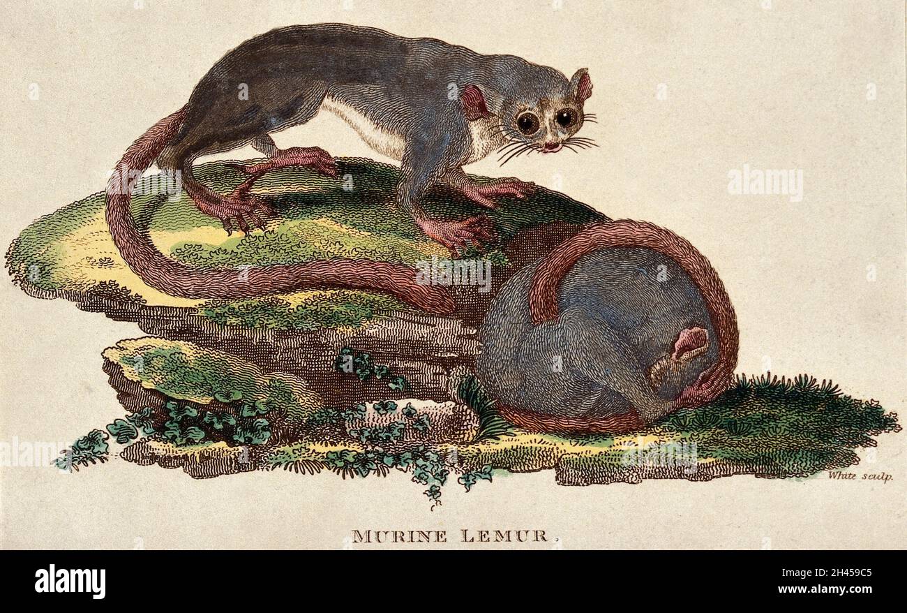 Deux lémuriens murins.Gravure en blanc. Banque D'Images