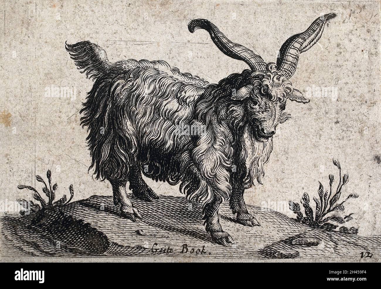 Une chèvre billy avec de longues cornes.Gravure en bois. Banque D'Images