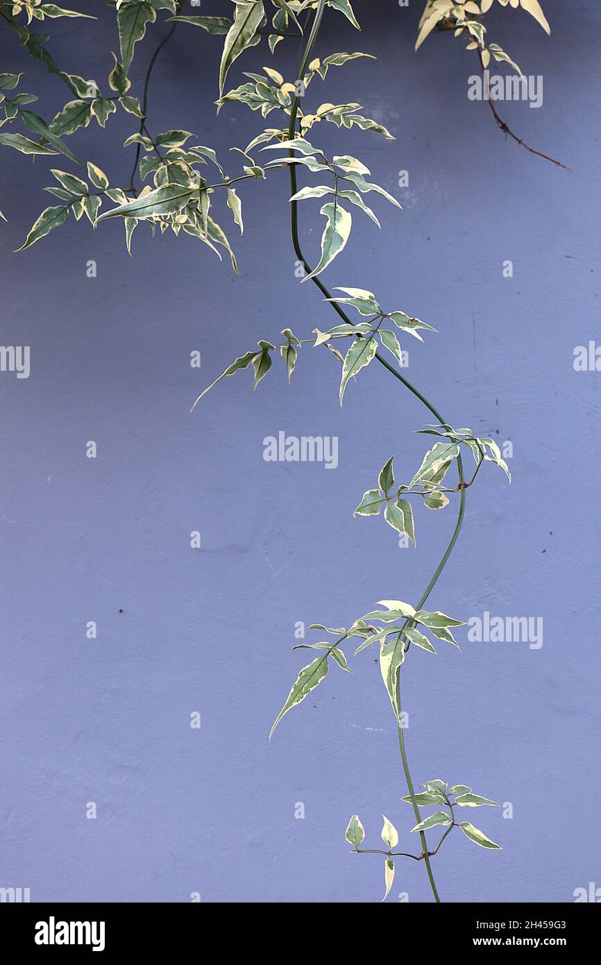 Jasminum officinalis ‘Variegatum’ Jasmine Argenteovariegatum – feuilles pointues de vert gris avec marges de crème irrégulières, octobre, Angleterre, Royaume-Uni Banque D'Images