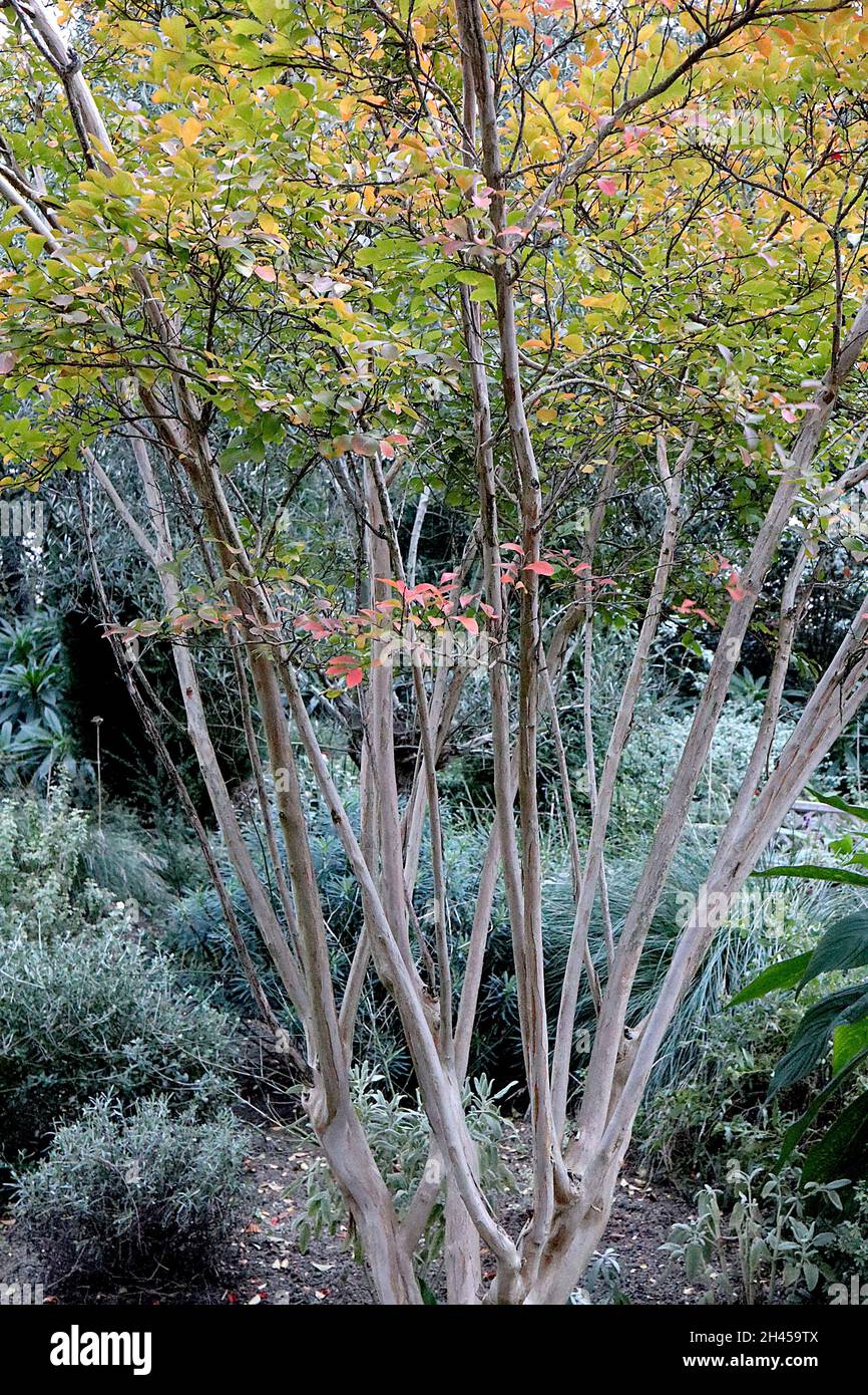 Lagerstroemia indica crape myrte – cime de feuilles orange, rouge et verte au sommet d'un tronc à tiges multiples, octobre, Angleterre, Royaume-Uni Banque D'Images