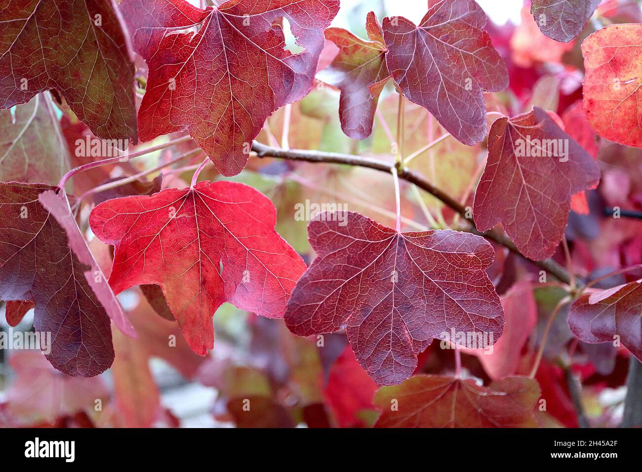 Liquidambar styraciflua «Rotundiloba» Sweet gum Rotundiloba - feuilles rouge foncé à trois lobes et à cinq lobes à lobes arrondis, octobre, Angleterre, Royaume-Uni Banque D'Images